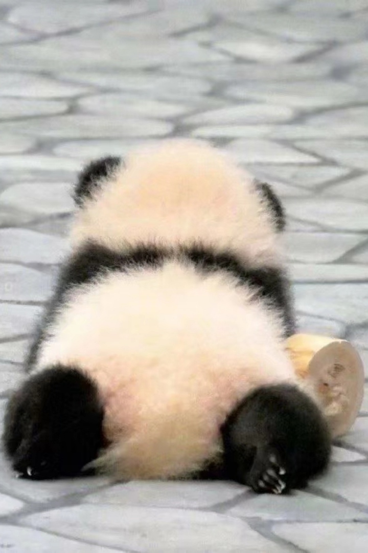 熊猫幼崽，为爱低头全文阅读
